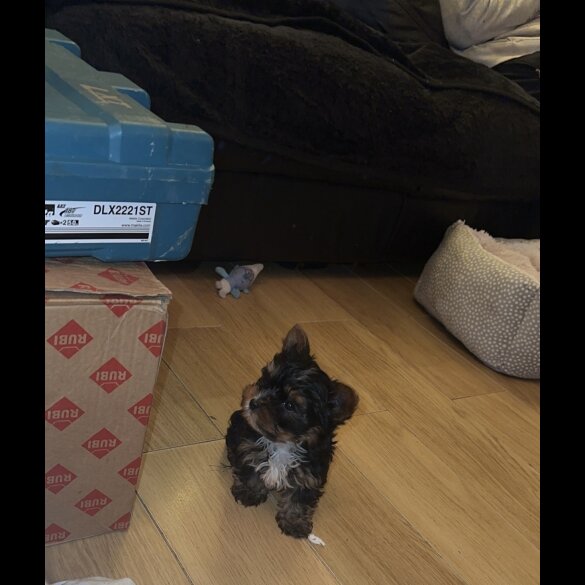 Yorkshire Terrier - Both