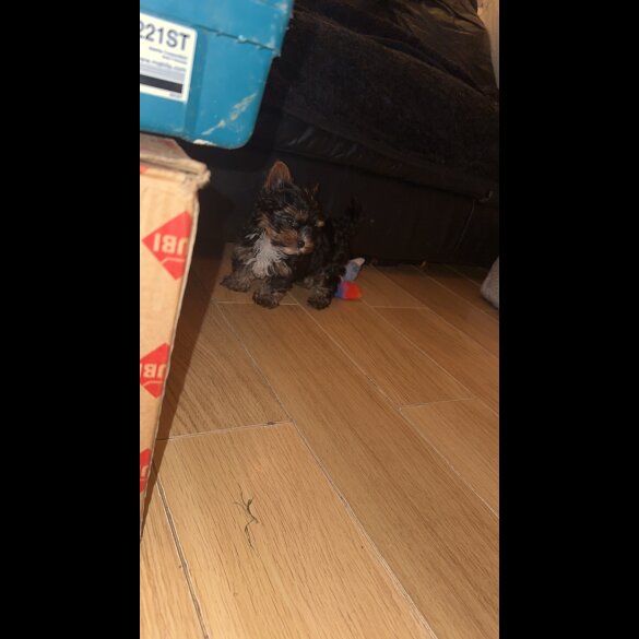 Yorkshire Terrier - Both