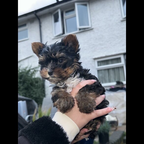Yorkshire Terrier - Both