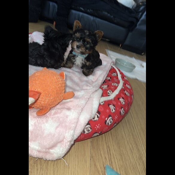 Yorkshire Terrier - Both