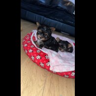 Yorkshire Terrier - Both