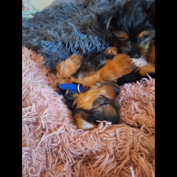 Yorkshire Terrier - Dogs