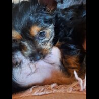 Yorkshire Terrier - Dogs