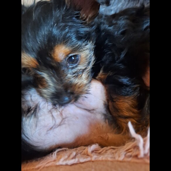 Yorkshire Terrier - Dogs