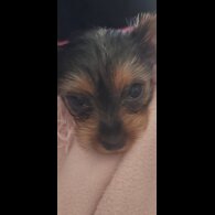 Yorkshire Terrier - Dogs
