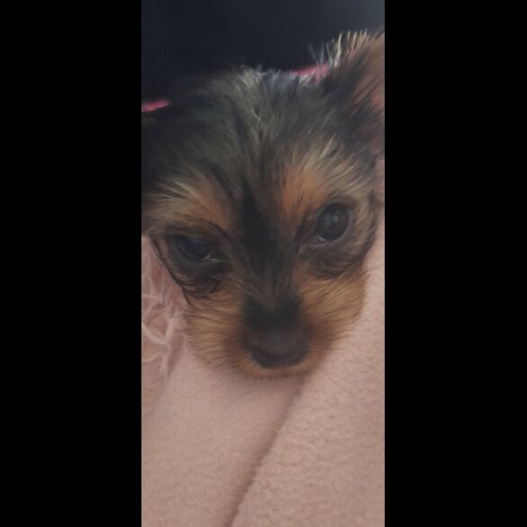 Yorkshire Terrier - Dogs