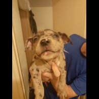 American Bulldog - Bitches