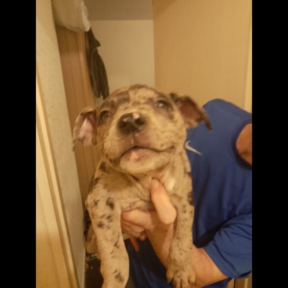 American Bulldog - Bitches