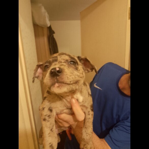 American Bulldog - Bitches