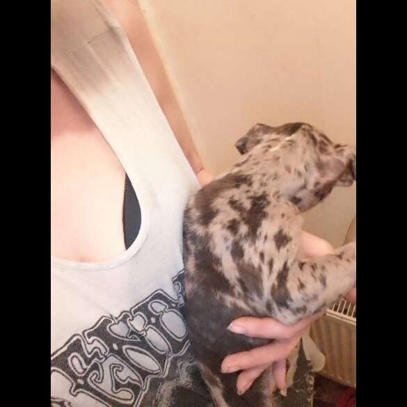 American Bulldog - Bitches
