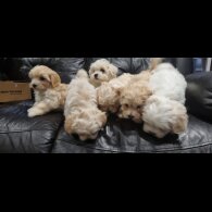Bichon Frise - Both