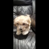 Bichon Frise - Both