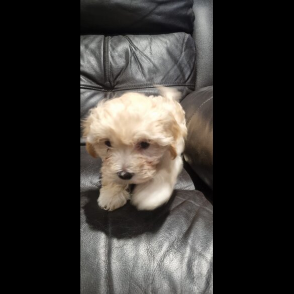 Bichon Frise - Both