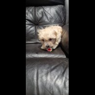 Bichon Frise - Both