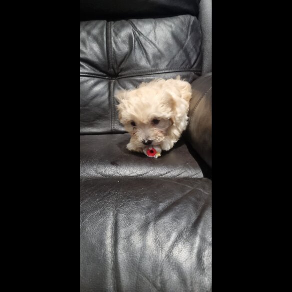 Bichon Frise - Both