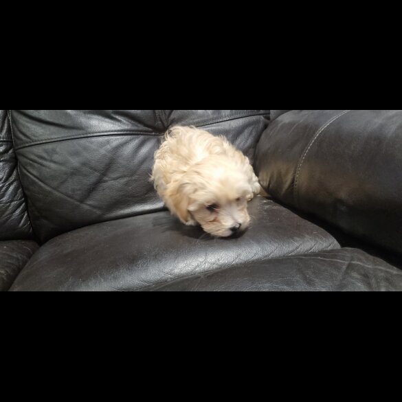 Bichon Frise - Both
