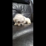 Bichon Frise - Both