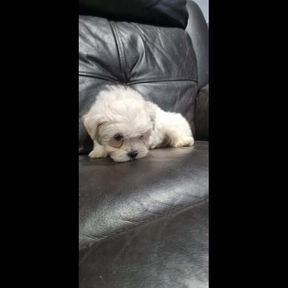 Bichon Frise - Both