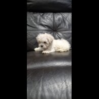 Bichon Frise - Both