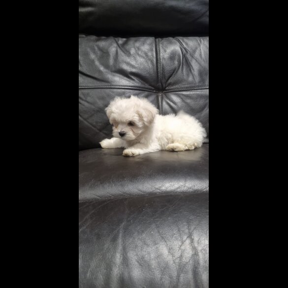 Bichon Frise - Both