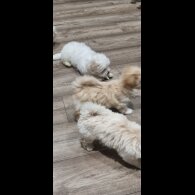 Bichon Frise - Both