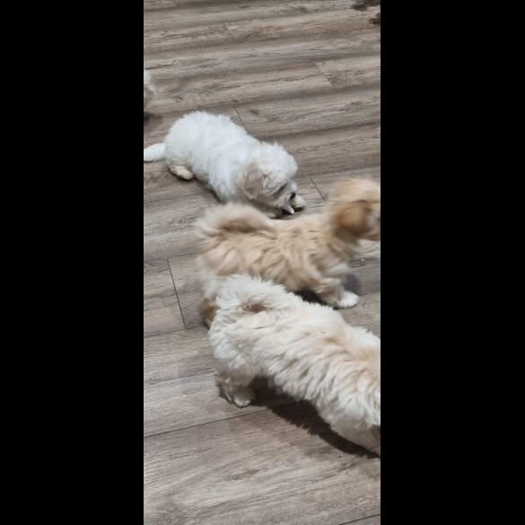 Bichon Frise - Both