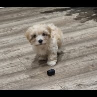 Bichon Frise - Both