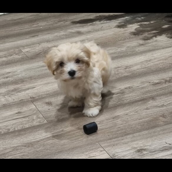 Bichon Frise - Both