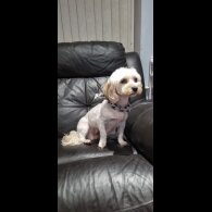 Bichon Frise - Both