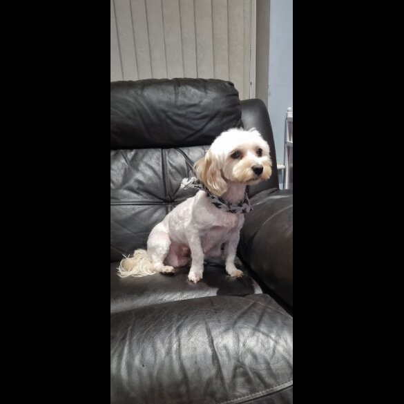 Bichon Frise - Both