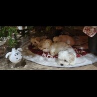 Bichon Frise - Both