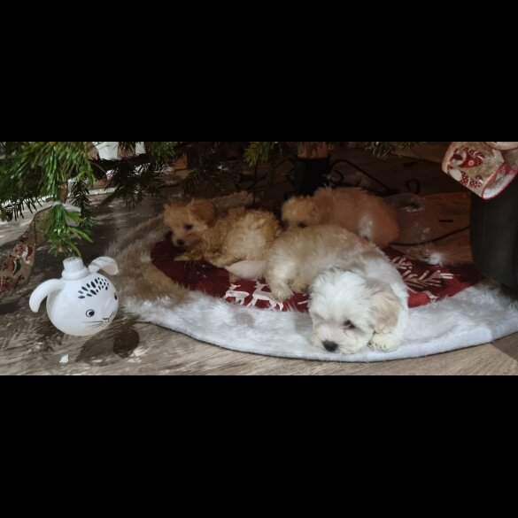 Bichon Frise - Both