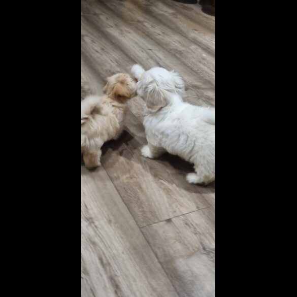Bichon Frise - Both