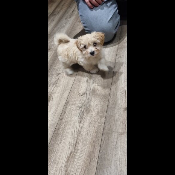 Bichon Frise - Both