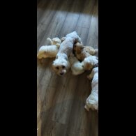 Bichon Frise - Both