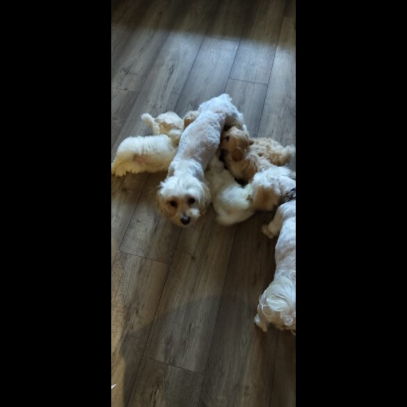 Bichon Frise - Both