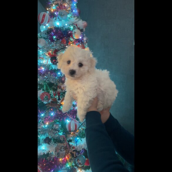 Bichon Frise - Both