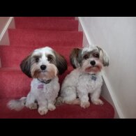 Biewer Terrier - Both