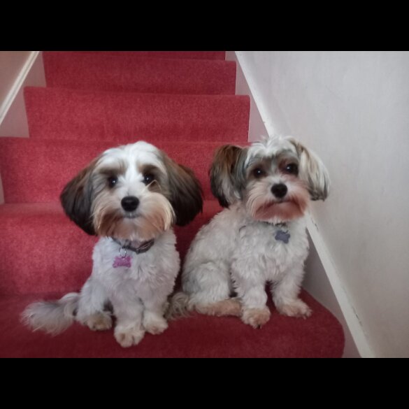Biewer Terrier - Both