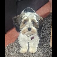 Biewer Terrier - Both