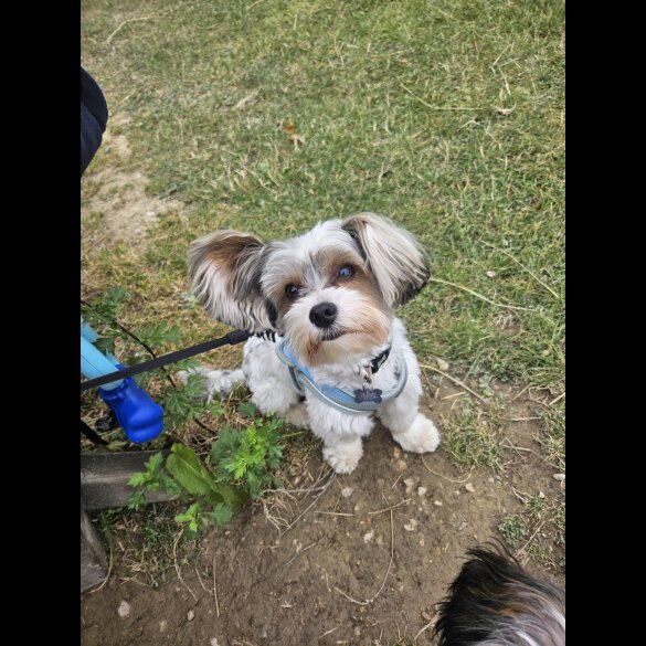 Biewer Terrier - Both