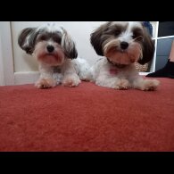 Biewer Terrier - Both