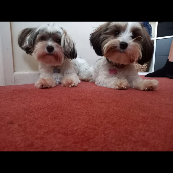 Biewer Terrier - Both