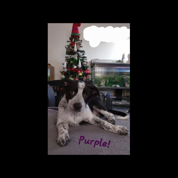 Border Collie - Bitches