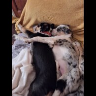 Border Collie - Dogs