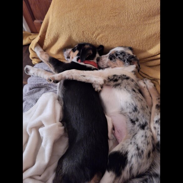 Border Collie - Dogs