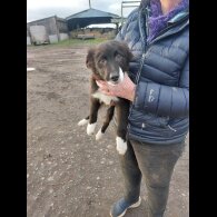 Border Collie - Dogs