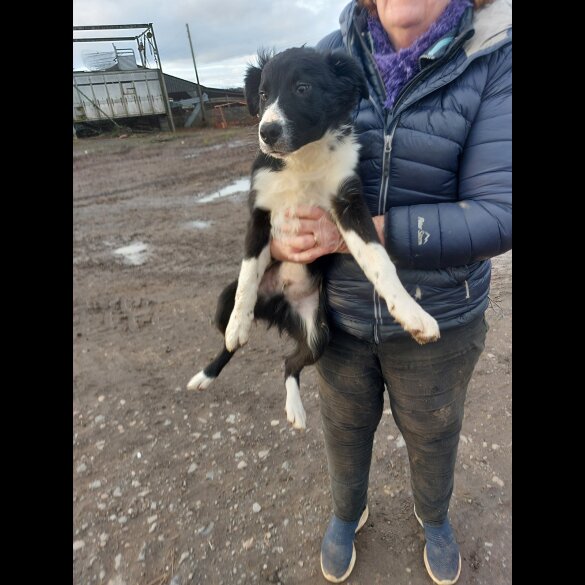 Border Collie - Dogs