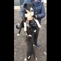 Border Collie - Dogs