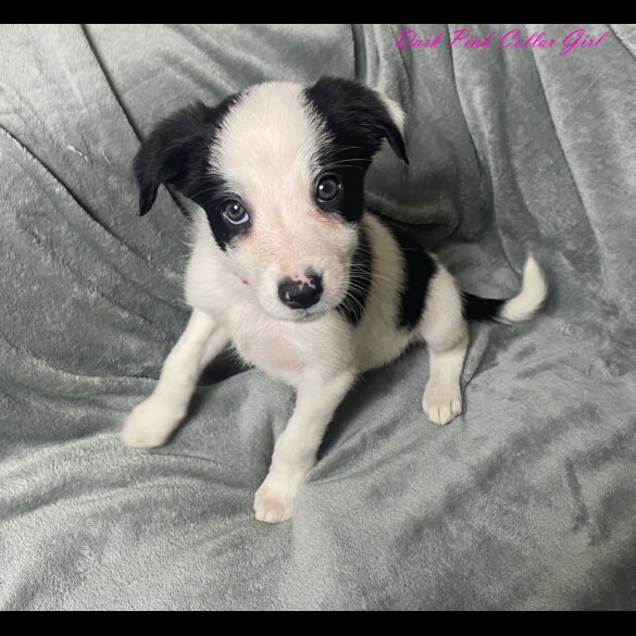 Border Collie - Both
